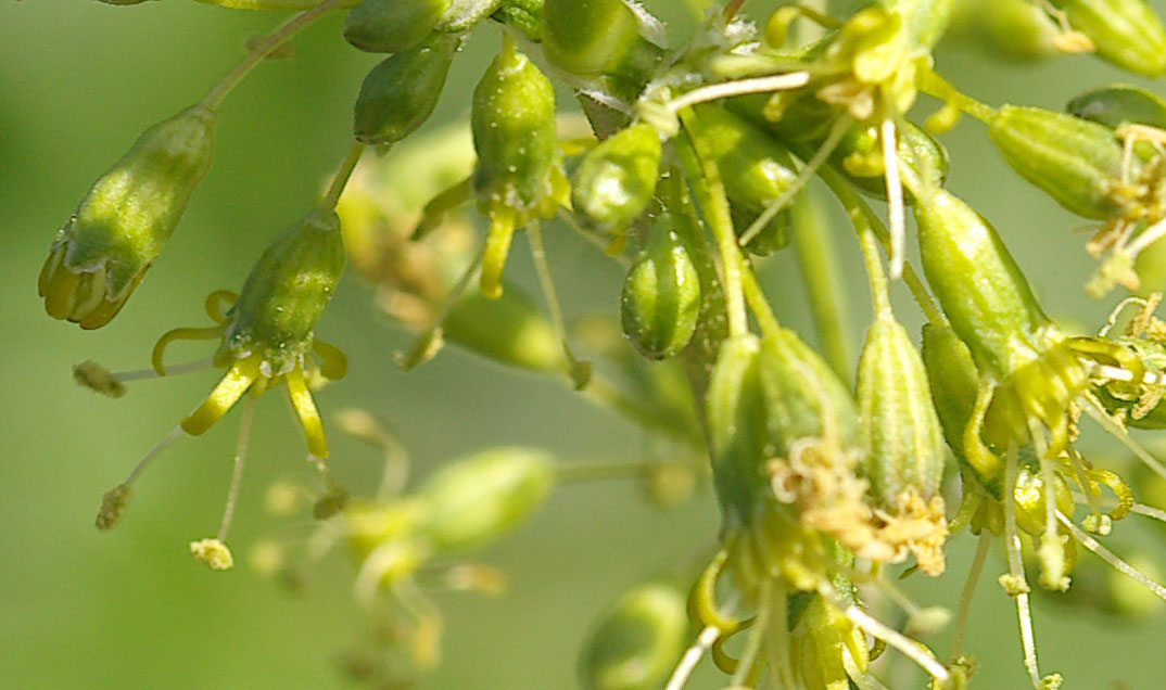 Silene otites / Silene otite
